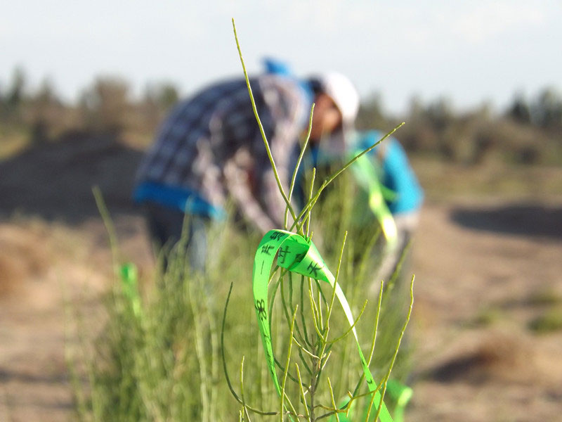 7��14�����磬��ҁ��������֌���ٛ(z��ng)�ߵľG�z��ϵ��������������ͽz����ꖹ����ҫ���W���Gɫ�Ĺ�â��