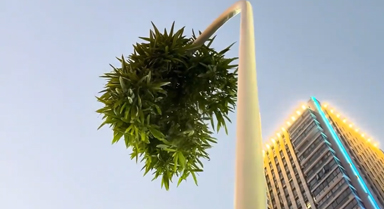 “竹堅(jiān)強(qiáng)”穿透路燈桿向上生長(zhǎng)