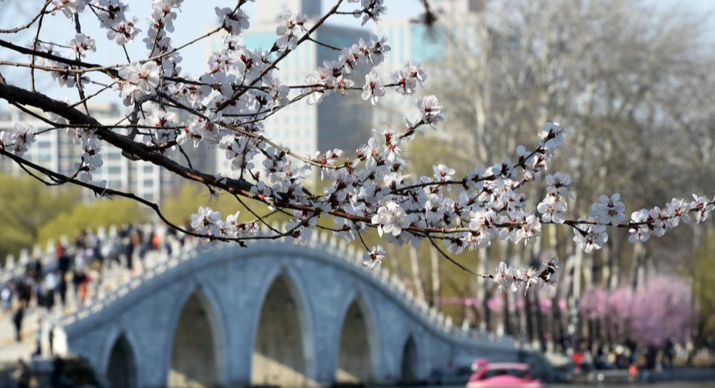 北京玉淵潭春花爭艷